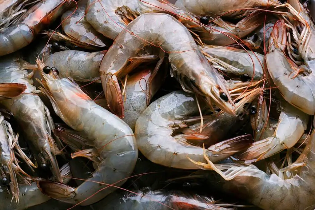 What Does Bad Shrimp Taste Like?