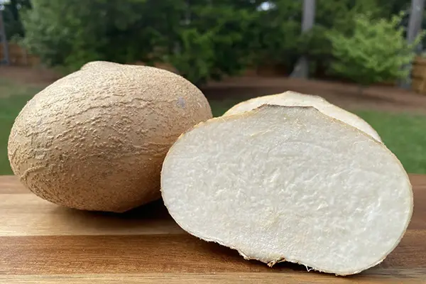 Does jicama Need to be Refrigerated?