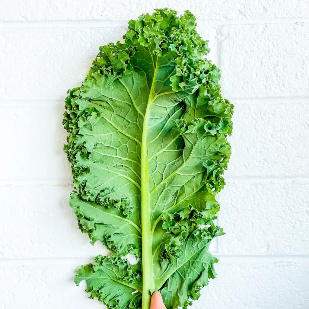 Does kale Need to be Refrigerated?