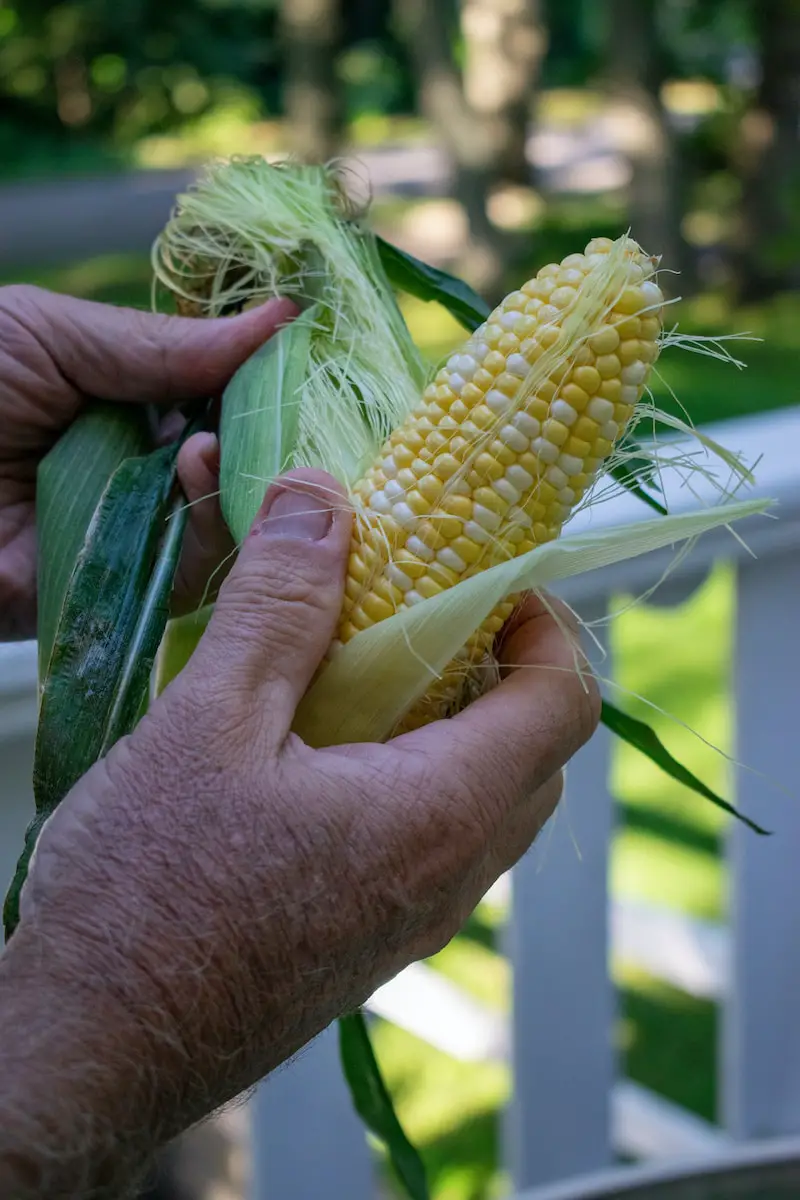 Does fresh corn Need to be Refrigerated?