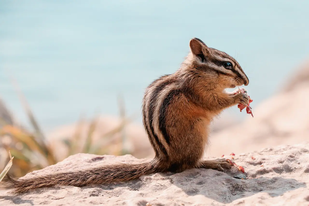 what does chipmunk taste like?