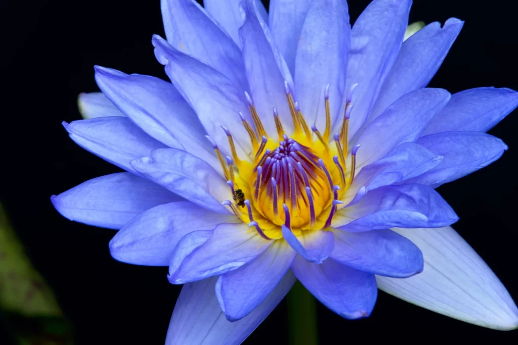 what does blue lotus taste like?