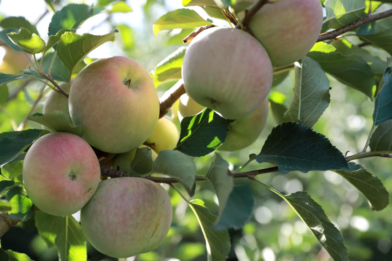what does fig apple taste like?