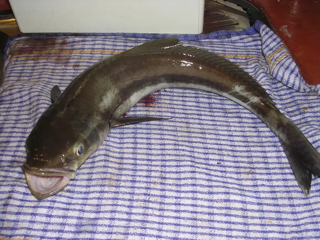 what does cobia fish taste like?