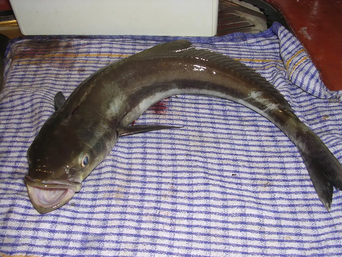 what does cobia fish taste like?