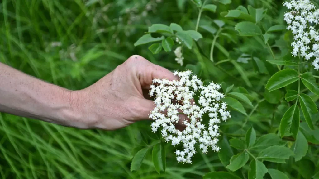 what is elderflower taste like?