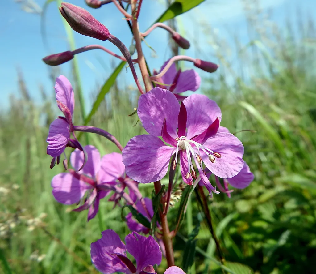 what does fireweed taste like?