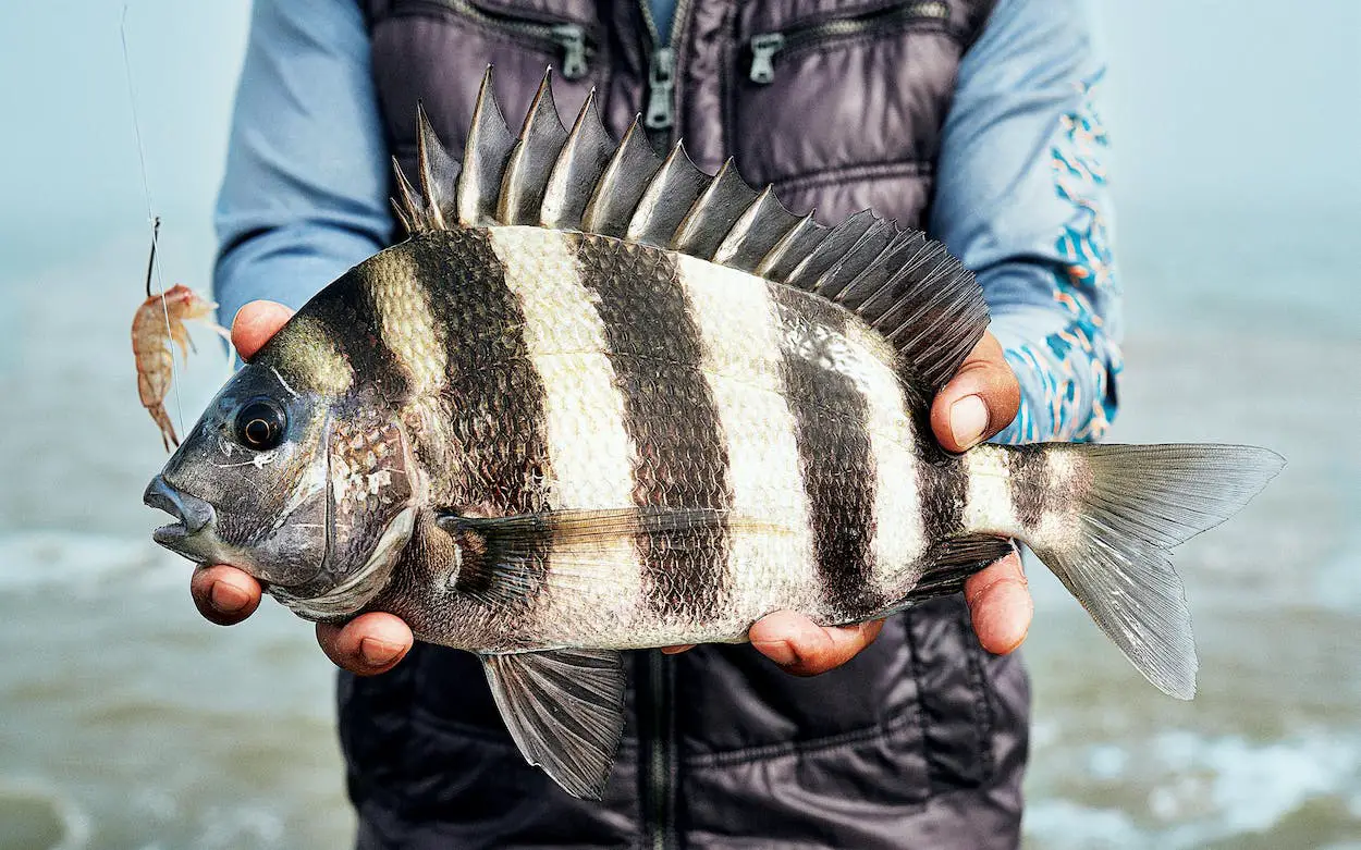 what do sheepshead taste like?