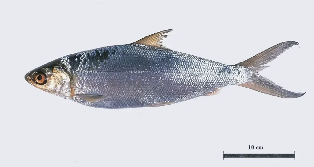 what does milkfish taste like?