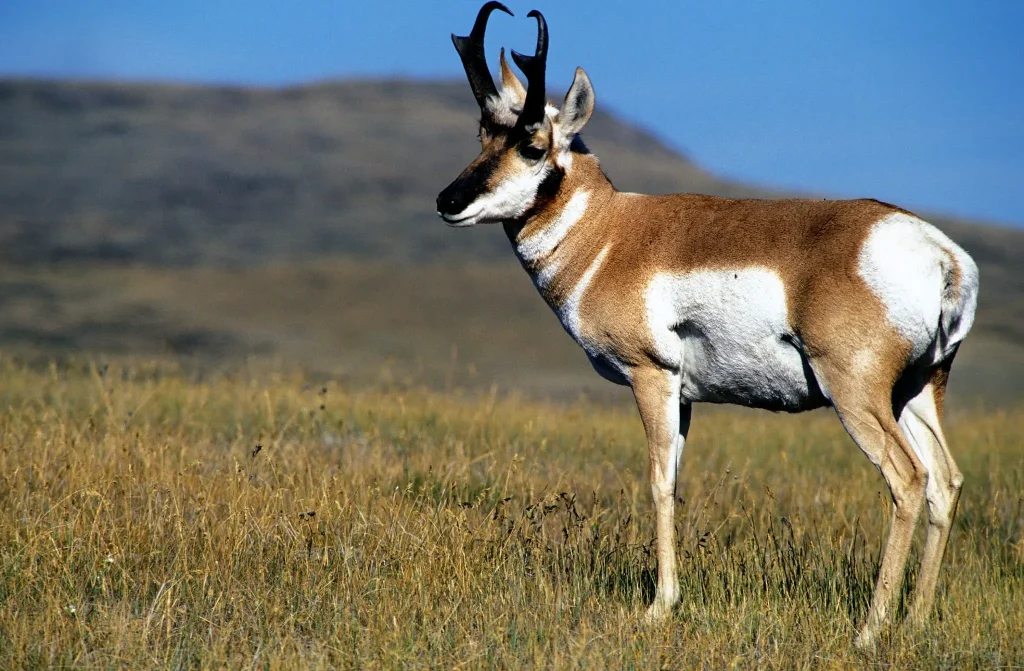 what does pronghorn taste like?