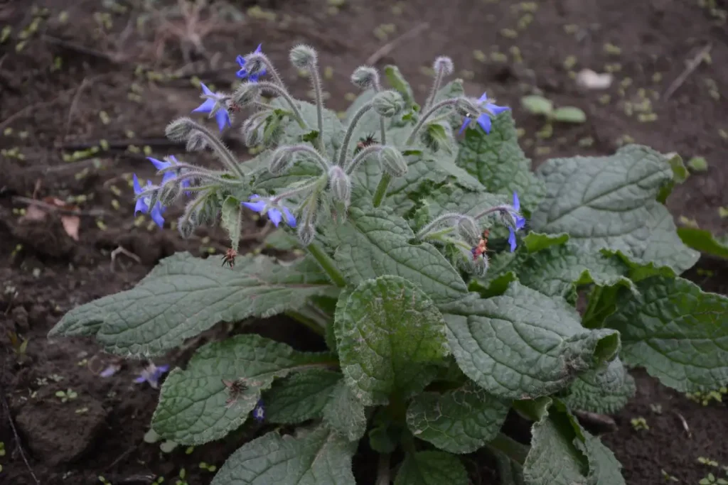 what does borage taste like?