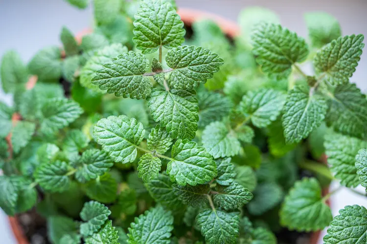 Lemon Balm Recipes